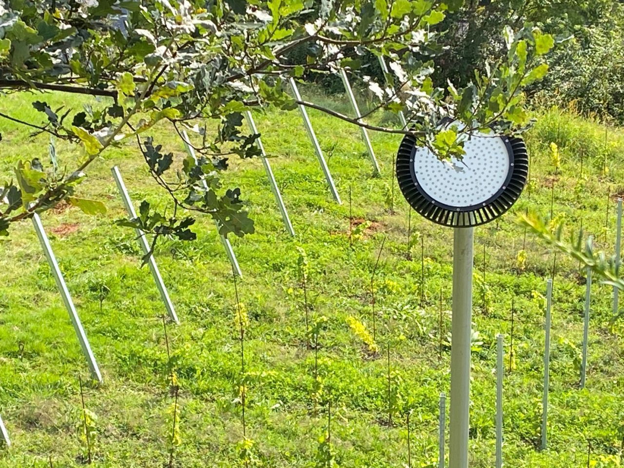 Apparecchio LED di DeltaLUXX per l'illuminazione di un'area verde all'aperto